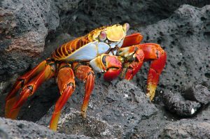 Sally Lightfoot crab